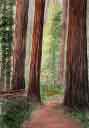Gallery of Original Landscape Watercolor California Redwoods
